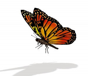 monarch illustration