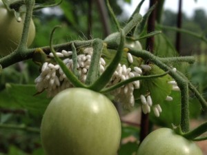 hornworm