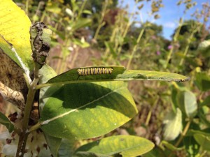 Monarchs on their way south, photo by CGIOS